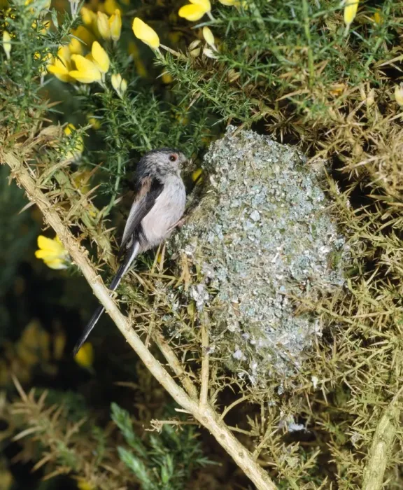 Framed Print : Long-tailed Tit - at nest in gorse bush - west sussex UK Framed Print : Long-tailed Tit - at nest in gorse bush - west sussex UK