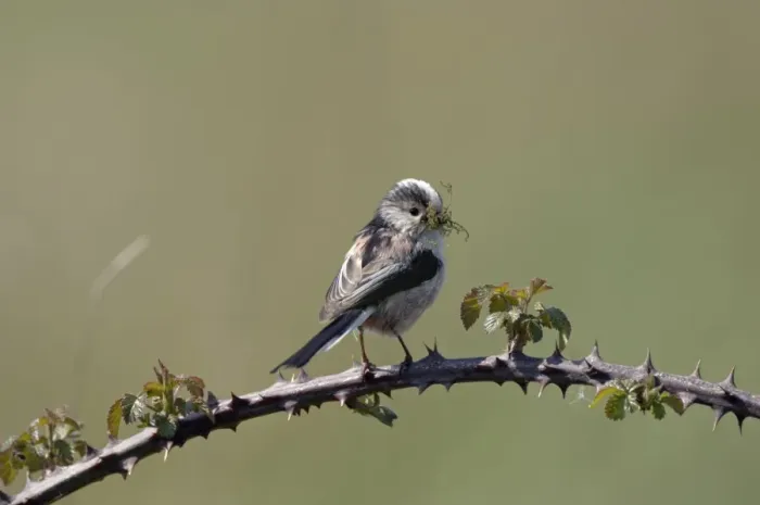 Framed Print : Long-tailed Tit - With nest material in beak