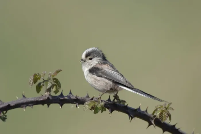 Framed Print : Long-tailed Tit - With nest material in beak Framed Print : Long-tailed Tit - With nest material in beak