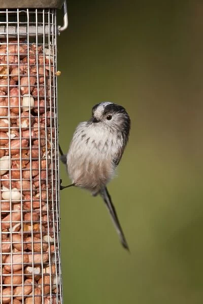 Long Tailed Tit - on a peanut feeder