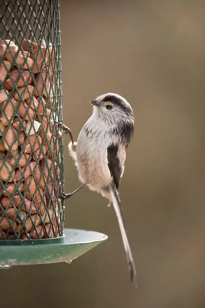 Long Tailed Tit - at peanut feeder - garden - Cornwall - UK