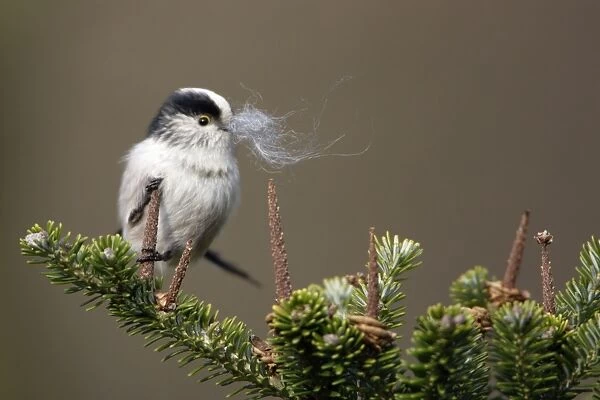 Long-Tailed Tit - With sheeps wool in bill as nest building material. Spring-time Lower Saxony, Germany