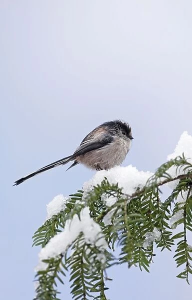 Long-tailed Tit - on snow covered yew - Bedfordshire - UK 006779