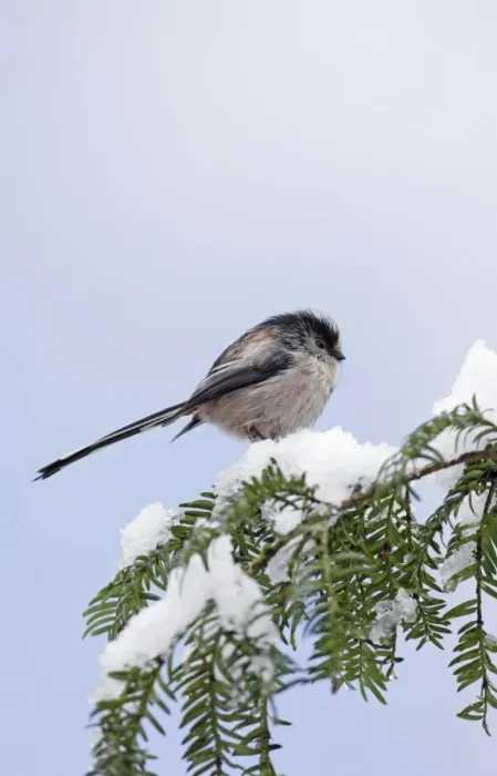 Framed Print : Long-tailed Tit - on snow covered yew - Bedfordshire - UK 006779 Framed Print : Long-tailed Tit - on snow covered yew - Bedfordshire - UK 006779