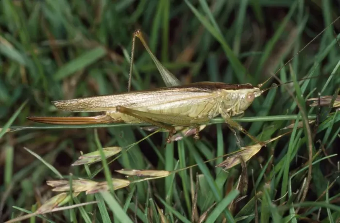 Framed Print : Long-winged Conehead Bush Cricket UK Framed Print : Long-winged Conehead Bush Cricket UK