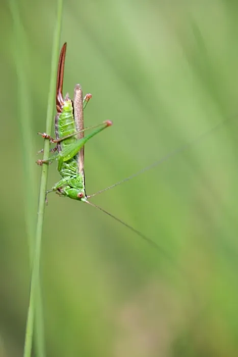 Framed Print : Long Winged Conehead - Cornwall - UK Framed Print : Long Winged Conehead - Cornwall - UK