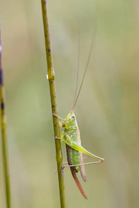 Framed Print : Long Winged Conehead - UK Framed Print : Long Winged Conehead - UK