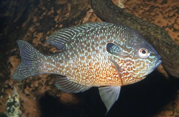 Longear Sunfish Mississippi River basin Fam: Centrarchidae