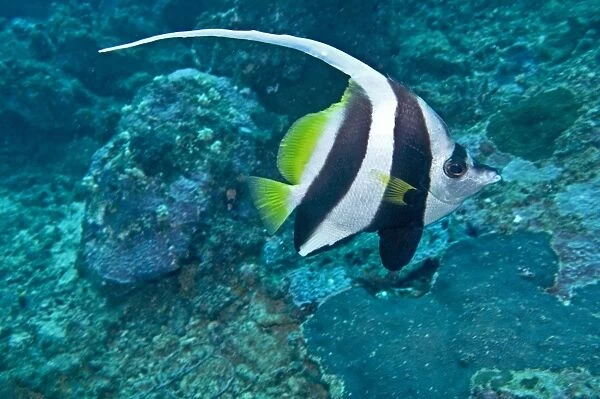 Longfin Bannerfish - Indo-pacific tropical waters - Fiji