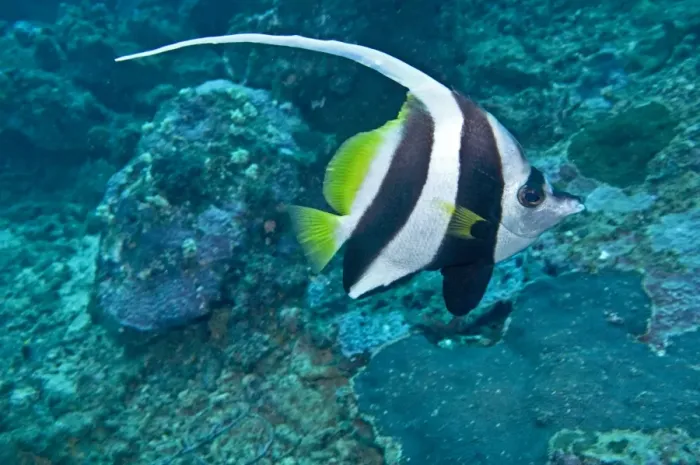 Framed Print : Longfin Bannerfish - Indo-pacific tropical waters - Fiji Framed Print : Longfin Bannerfish - Indo-pacific tropical waters - Fiji