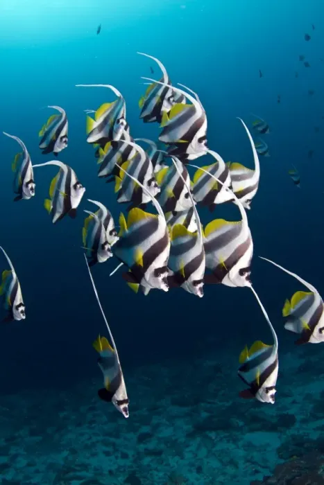 Framed Print : Longfin Bannerfish - Maldives Framed Print : Longfin Bannerfish - Maldives