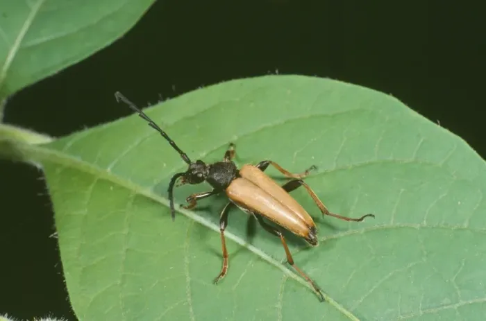 Framed Print : Longhorn Beetle Framed Print : Longhorn Beetle