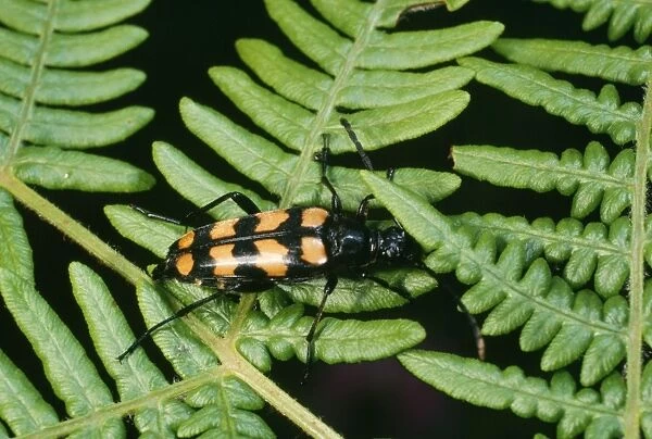 Longhorn Beetle - Botley. Rare species