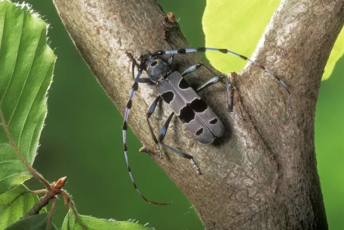 Framed Print : Longhorn Beetle PPG 746 Rare. Upland Beech wood Rosalia alpina © Pascal Goetgheluck / ardea. com Framed Print : Longhorn Beetle PPG 746 Rare. Upland Beech wood Rosalia alpina © Pascal Goetgheluck / ardea. com