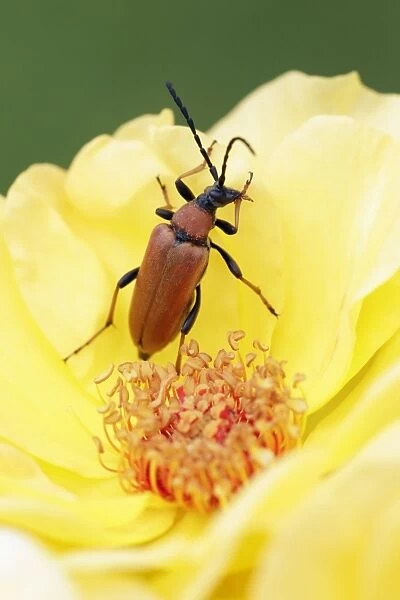 Longhorn Beetle - on rose blossom - lower Saxony - Germany
