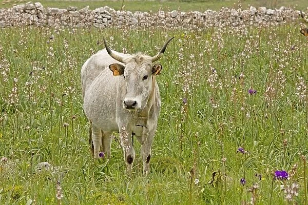 Longhorn Cattle - grazing flowery walled pasture on the Gargano Peninsula - Italy