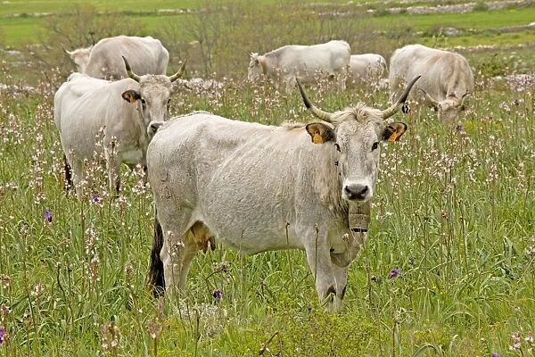 Longhorn Cattle - grazing flowery walled pasture on the Gargano Peninsula - Italy