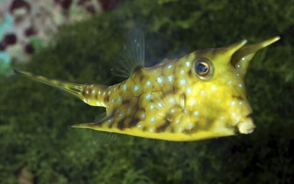 Longhorn Cowfish. Reefs in Indo-Pacific and Red sea