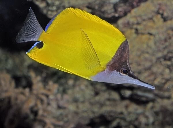 Longnose Butterfly Fish, Indo-Pacific and Red Sea reefs