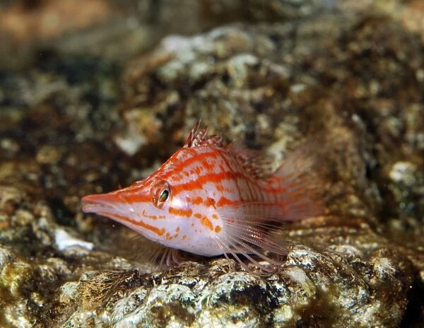 Longnose Hawkfish. Indo-Pacific and Red Sea reefs