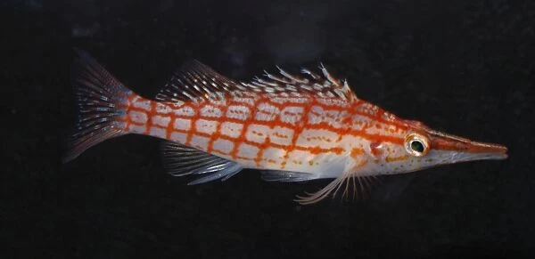 Longnose Hawkfish. Reefs, Indo-Pacific and Red Sea