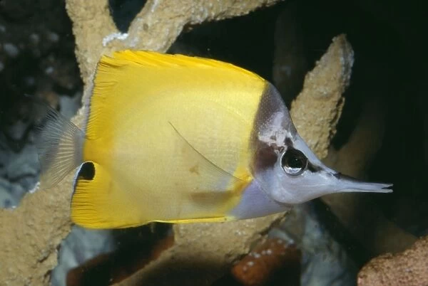 Longo's  /  Forceps  /  Long-nosed  /  Long Nosed Butterfly Fish