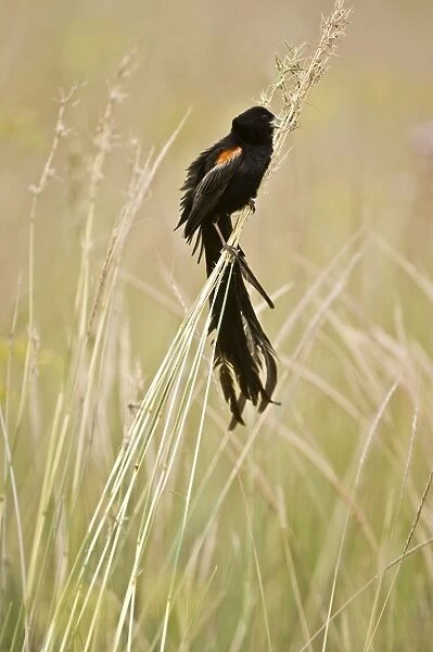 Longtailed Widow - Male bird perched on grass stems - South Africa