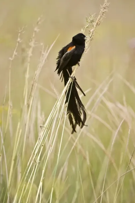 Framed Print : Longtailed Widow - Male bird perched on grass stems - South Africa Framed Print : Longtailed Widow - Male bird perched on grass stems - South Africa