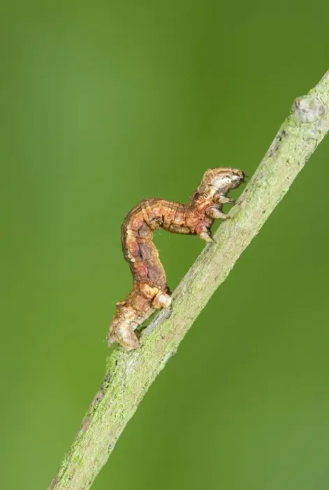 Framed Print : Looper (Geometrid) Caterpillar Showing looping method of locomotion Norfolk UK Framed Print : Looper (Geometrid) Caterpillar Showing looping method of locomotion Norfolk UK