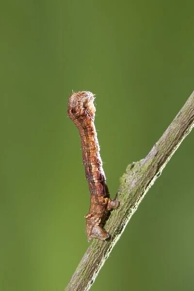 Looper (Geometrid) Caterpillar In twig posture Norfolk UK