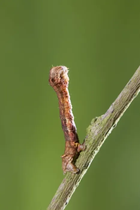 Framed Print : Looper (Geometrid) Caterpillar In twig posture Norfolk UK Framed Print : Looper (Geometrid) Caterpillar In twig posture Norfolk UK