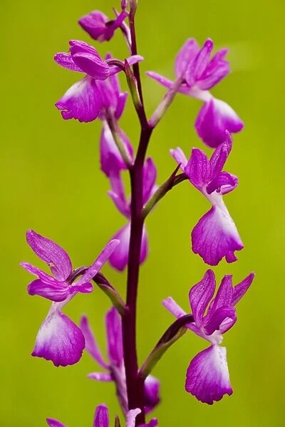 Loose-flowered orchid, or Lax-flowered Orchid (Orchis laxiflora) in wet meadow, Dordogne, France