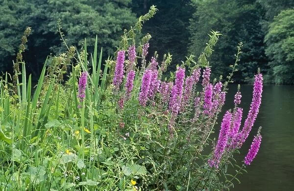 Loosestrife Fire Candle bog or waterside plant