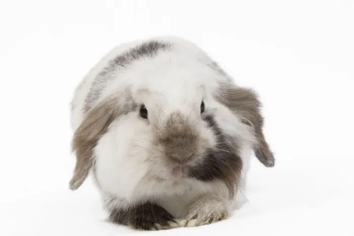Framed Print : Lop Rabbit - in studio Framed Print : Lop Rabbit - in studio