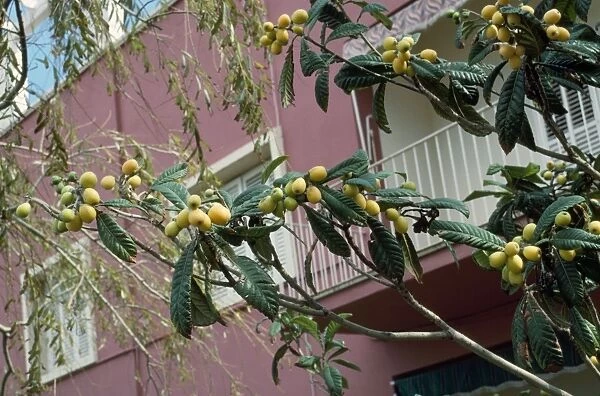 Loquat Fruit Tree