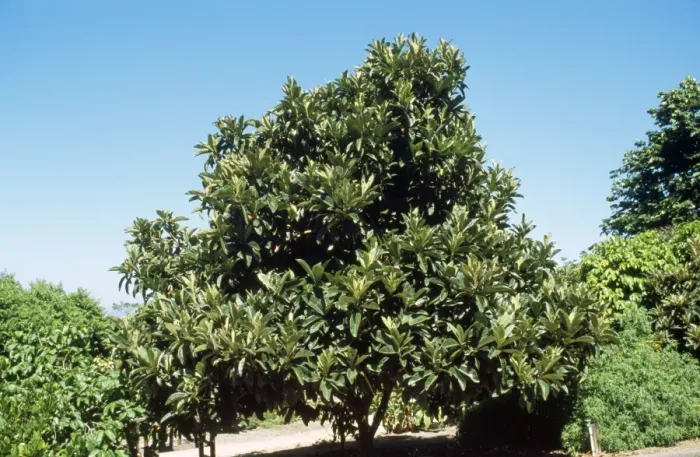 Framed Print : Loquat Tree China, Japan Framed Print : Loquat Tree China, Japan
