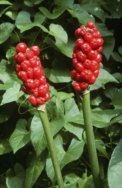 Lords and ladies  /  wild arum  /  Cuckoo Pint - in berry