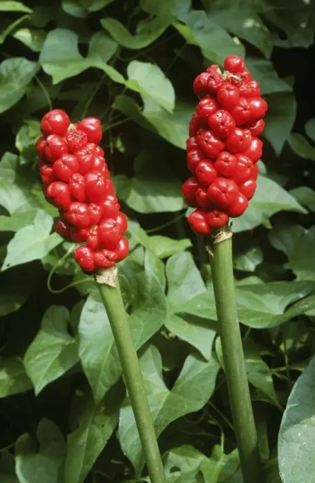 Framed Print : Lords and ladies / wild arum / Cuckoo Pint - in berry Framed Print : Lords and ladies / wild arum / Cuckoo Pint - in berry