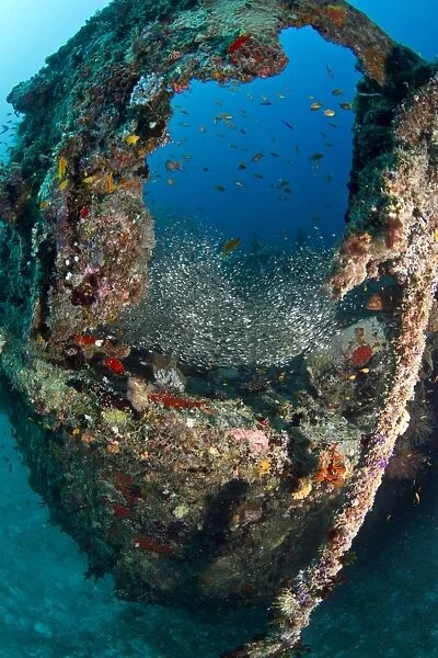 Lots of Glassfishes- Fesdu Wreck - North-Ari atoll - Maldives
