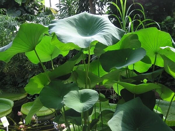 Lotus leaves - in garden