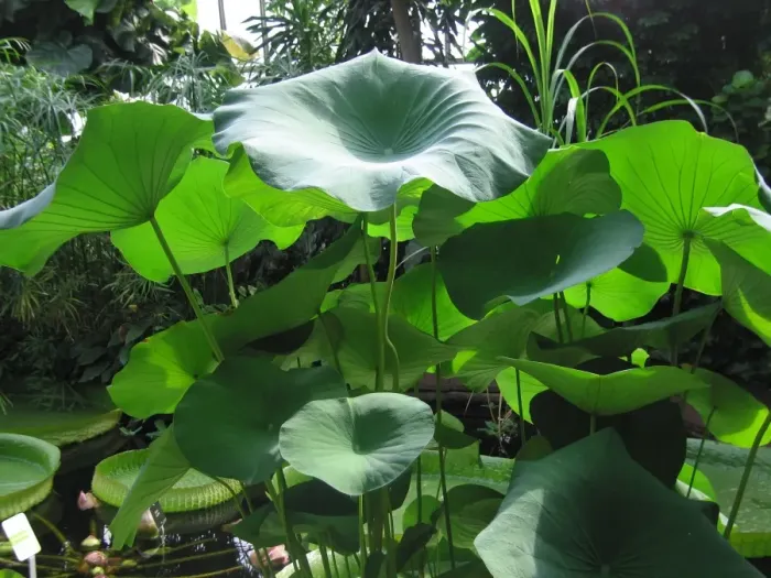 Framed Print : Lotus leaves - in garden Framed Print : Lotus leaves - in garden
