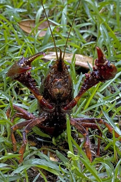 Louisiana Crayfish  /  Crawfish - Louisiana - Widely harvested for food - Native to North America but introduced elsewhere