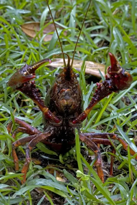 Framed Print : Louisiana Crayfish / Crawfish - Louisiana - Widely harvested for food - Native to North America but introduced elsewhere Framed Print : Louisiana Crayfish / Crawfish - Louisiana - Widely harvested for food - Native to North America but introduced elsewhere
