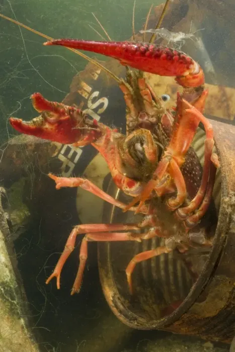 Framed Print : Lousiana Crayfish - emerging from old drum underwater - visible difference in size with Palaemonetes antennarius Framed Print : Lousiana Crayfish - emerging from old drum underwater - visible difference in size with Palaemonetes antennarius