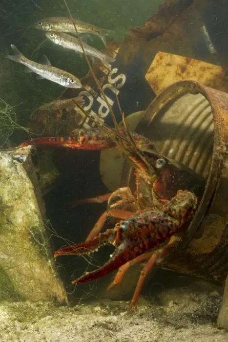 Framed Print : Lousiana Crayfish - in old drum underwater - with Fish (Barbus tiberinus) Framed Print : Lousiana Crayfish - in old drum underwater - with Fish (Barbus tiberinus)