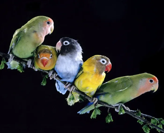 Framed Print : Lovebirds Together on branch Framed Print : Lovebirds Together on branch