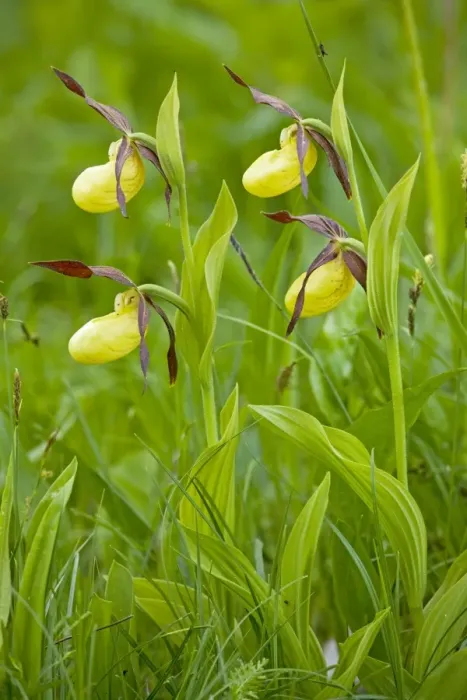 Framed Print : Lovely clump of Lady's Slipper Orchids - Estonia Framed Print : Lovely clump of Lady's Slipper Orchids - Estonia