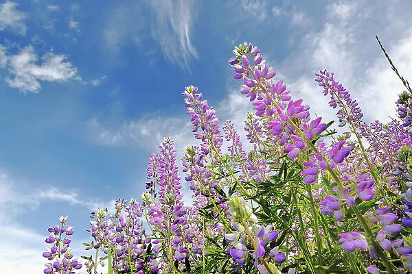Low angle view of Lupine flowers, Bald Hills Road, California Date: 03-06-2009