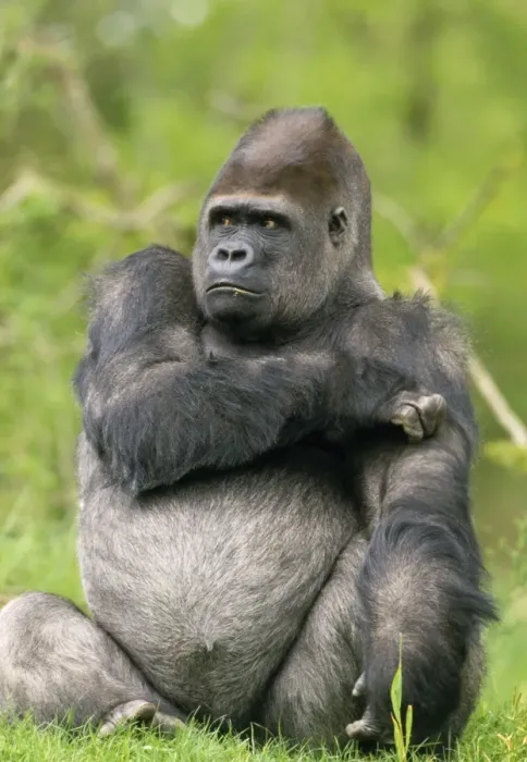 Framed Print : Lowland Gorilla Framed Print : Lowland Gorilla