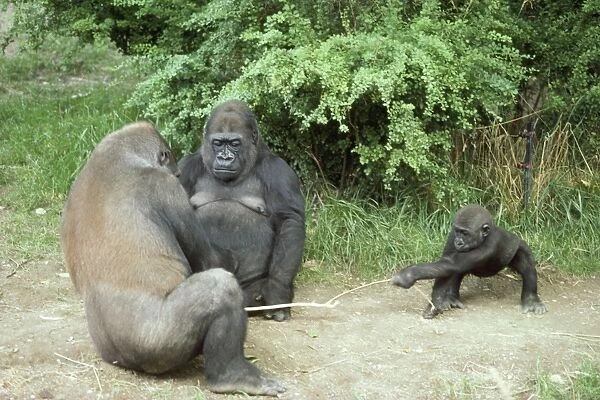 Lowland Gorilla - two adults & one juvenile playing